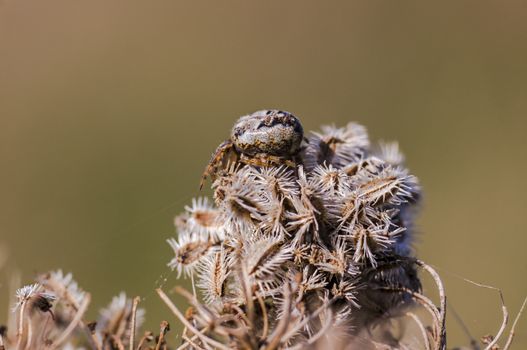 spider in its own web nest on a seasonal plant