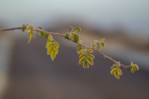 frozen fauna plants with hoar frost 