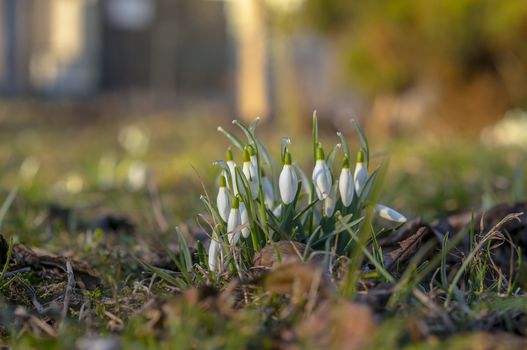 snow drop flower in my season garden