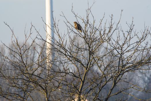 Griffon buzzard on a tree