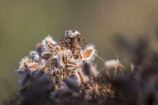 spider in its own web nest on a seasonal plant
