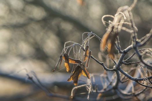 frozen fauna plants with hoar frost 