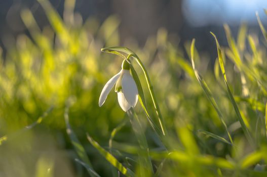 snow drop flower in my season garden