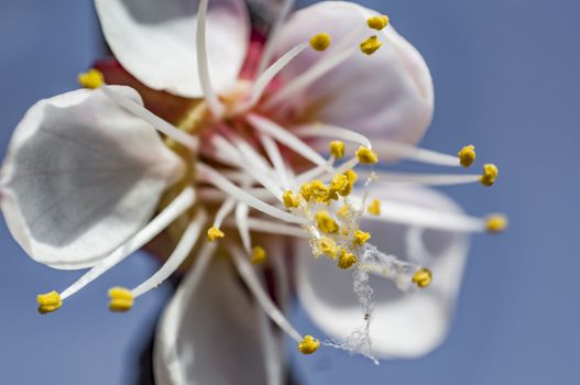 peach flower blossom in the spring season