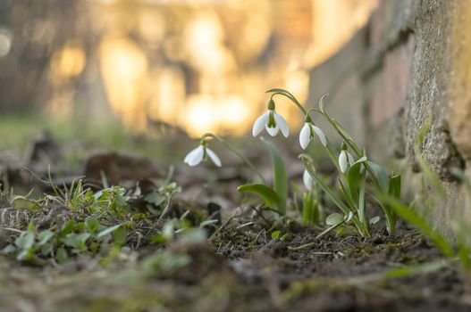 snow drop flower in my season garden