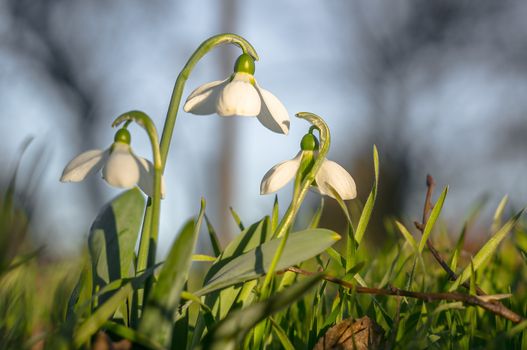 snow drop flower in my season garden
