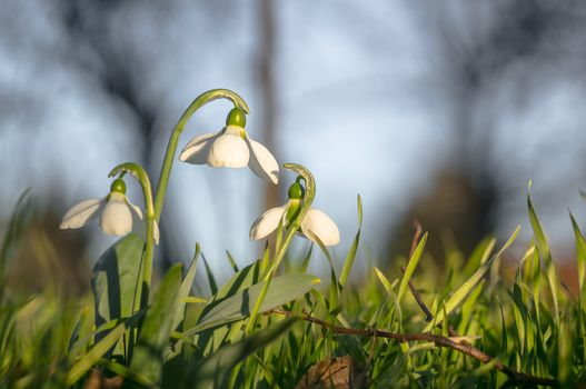 snow drop flower in my season garden