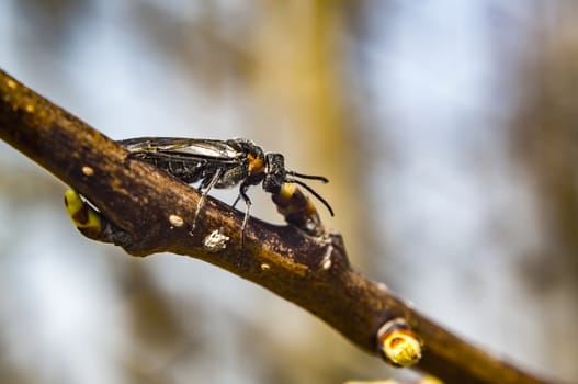 March fly on tree in spring season