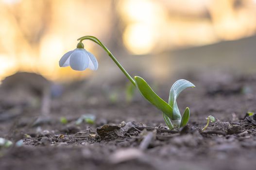 snow drop flower in my season garden