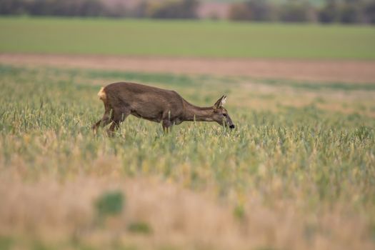 roe deer at corn field in the wild nature