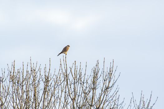 little tower falcon crestel on a tree
