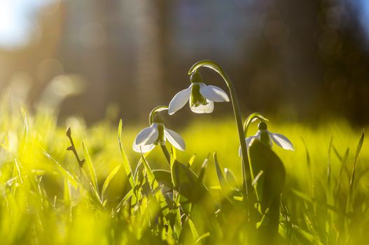 snow drop flower in my season garden