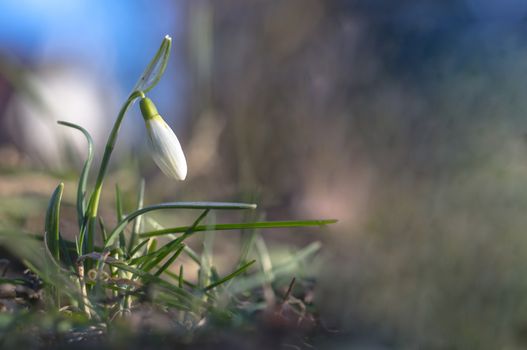 snow drop flower in my season garden