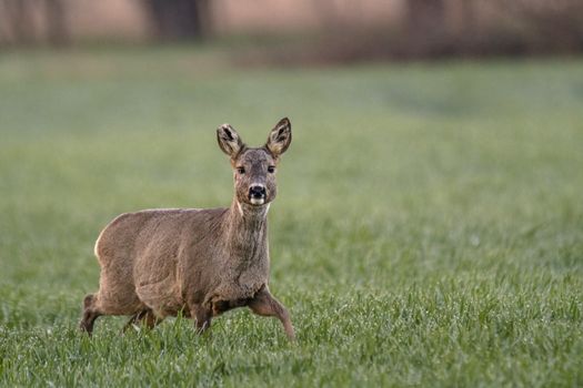 roe deer at field in the wild nature