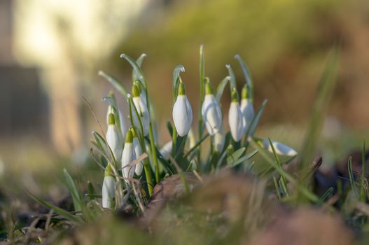 snow drop flower in my season garden