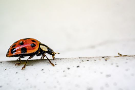 Lady Bug in the nature