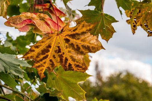 Beautiful colorful maple leaves and fruits in the autumn forest in Upper Swabia Germany