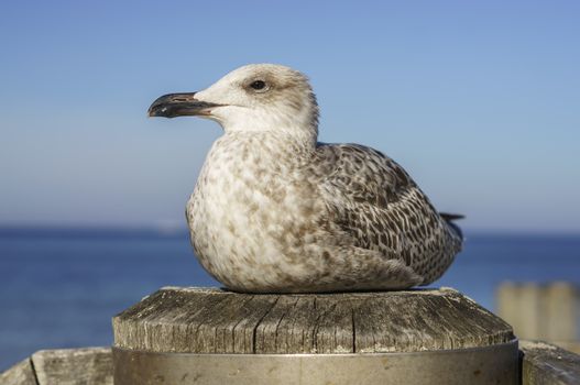 sea gull on boat dock at baltic sea beach