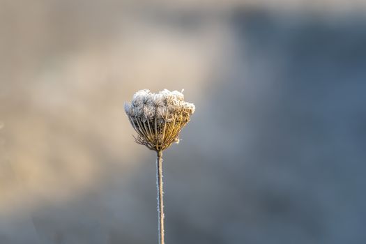 frozen fauna plants with hoar frost 