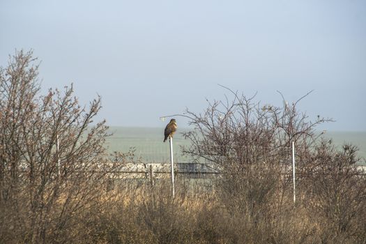 Griffon buzzard on a tree
