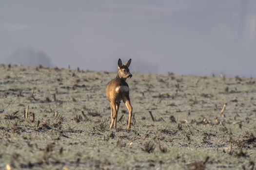 roe deer at corn field in the wild nature