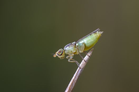 very small fly on grass