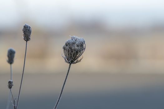 frozen fauna plants with hoar frost 