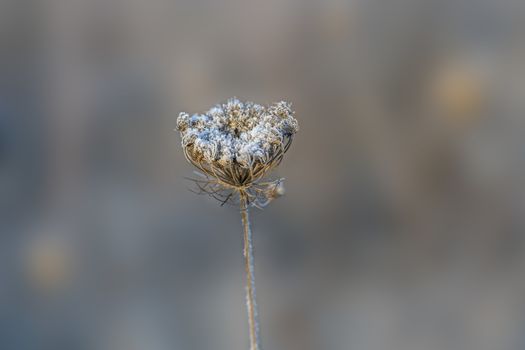 frozen fauna plants with hoar frost 
