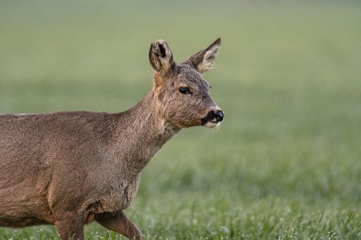 roe deer at field in the wild nature