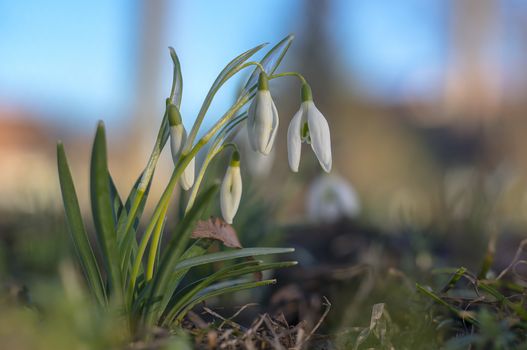 snow drop flower in my season garden