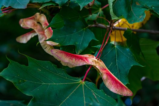 Beautiful colorful maple leaves and fruits in the autumn forest in Upper Swabia Germany