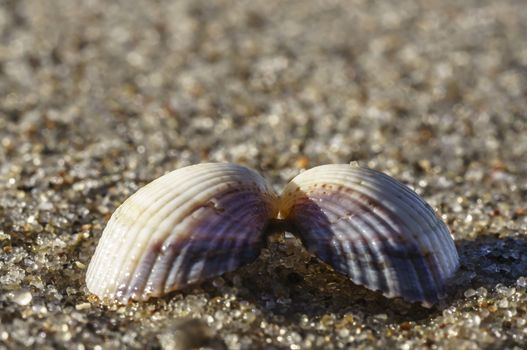 Two halves of a seashell hold together at the Baltic Sea beach