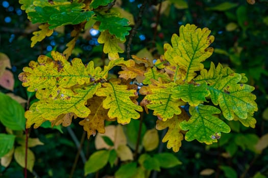 Beautiful colorful oak trees in the autumn forest in Upper Swabia in Germany