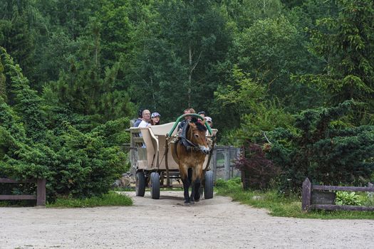 Belarus, Dududki – July 11, 2017: Tourists ride on a cart pulled by a horse