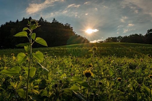 Beautiful Sunflower field at sunset in autumn near Upper Swabia Germany