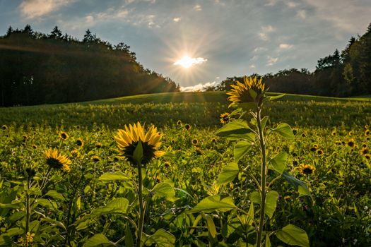 Beautiful Sunflower field at sunset in autumn near Upper Swabia Germany