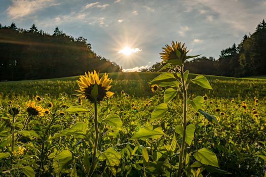 Beautiful Sunflower field at sunset in autumn near Upper Swabia Germany