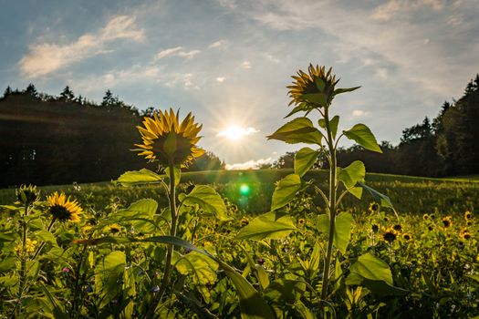 Beautiful Sunflower field at sunset in autumn near Upper Swabia Germany