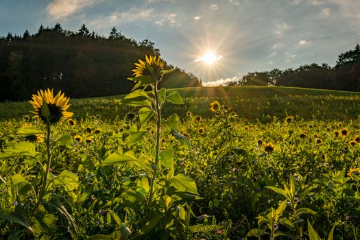 Beautiful Sunflower field at sunset in autumn near Upper Swabia Germany