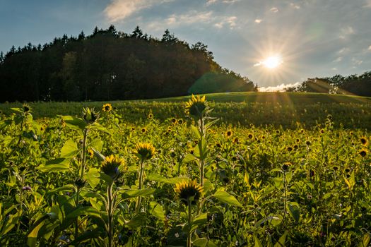 Beautiful Sunflower field at sunset in autumn near Upper Swabia Germany