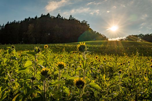 Beautiful Sunflower field at sunset in autumn near Upper Swabia Germany