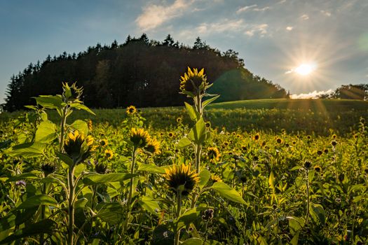 Beautiful Sunflower field at sunset in autumn near Upper Swabia Germany