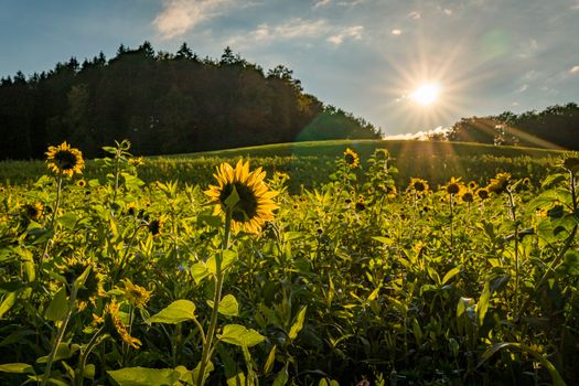 Beautiful Sunflower field at sunset in autumn near Upper Swabia Germany