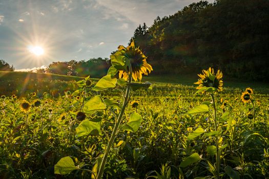 Beautiful Sunflower field at sunset in autumn near Upper Swabia Germany