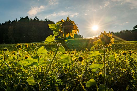 Beautiful Sunflower field at sunset in autumn near Upper Swabia Germany