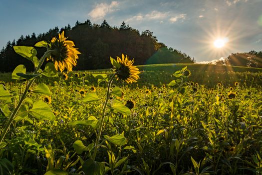 Beautiful Sunflower field at sunset in autumn near Upper Swabia Germany