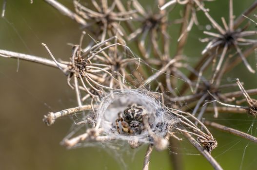 spider in its own web nest on a seasonal plant