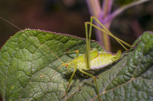 grasshopper at green goosberry bush in my season garden