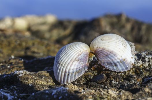 Two halves of a seashell hold together at the Baltic Sea beach