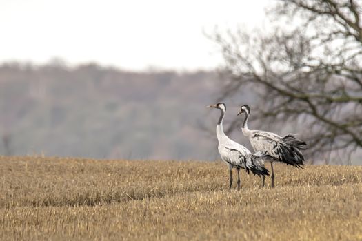 eurasian cranes land on a harvested korn field